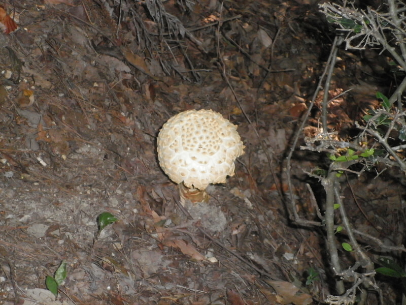 2013/08/17 07:58:14 キノコ