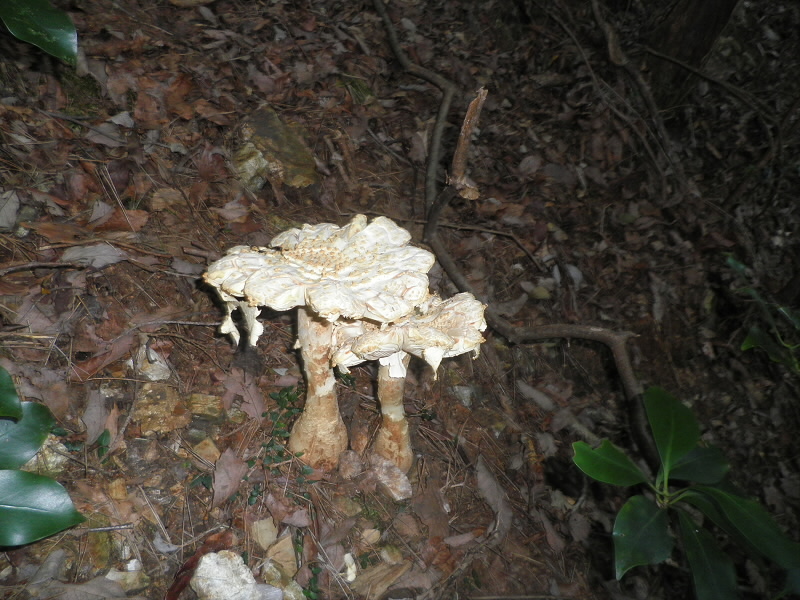 2013/08/17 08:04:21 キノコ