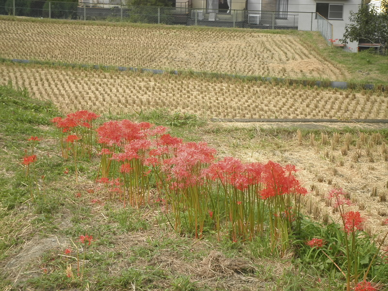 今日はお彼岸です。
で、ヒガンバナ。
曼珠沙華といえば、山口百恵でしたっけ。
リコリンなどを含む毒草として有名。
でも、一斉に咲く綺麗な花。