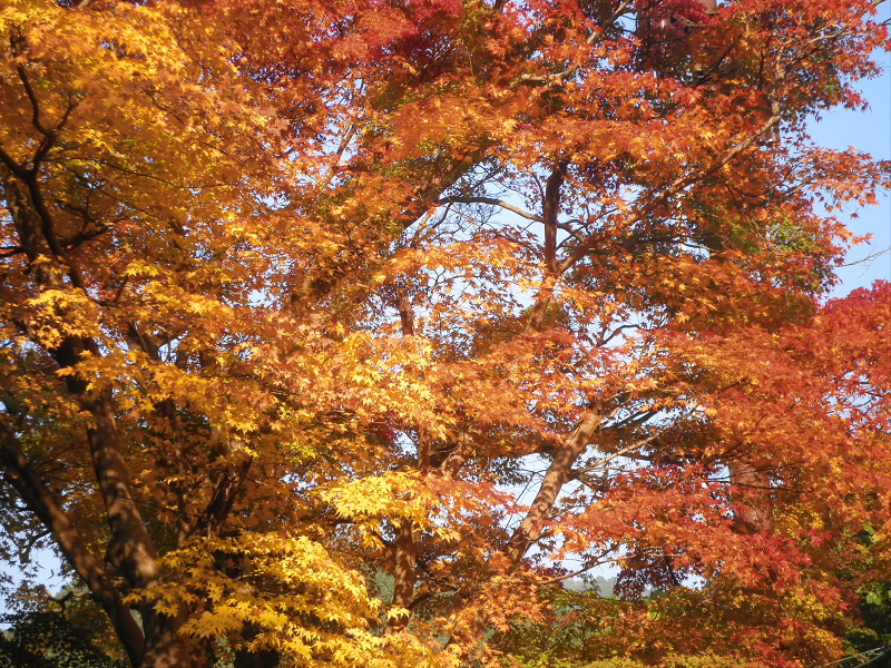 季節はもうたっぷし秋でなので、紅葉が綺麗です。