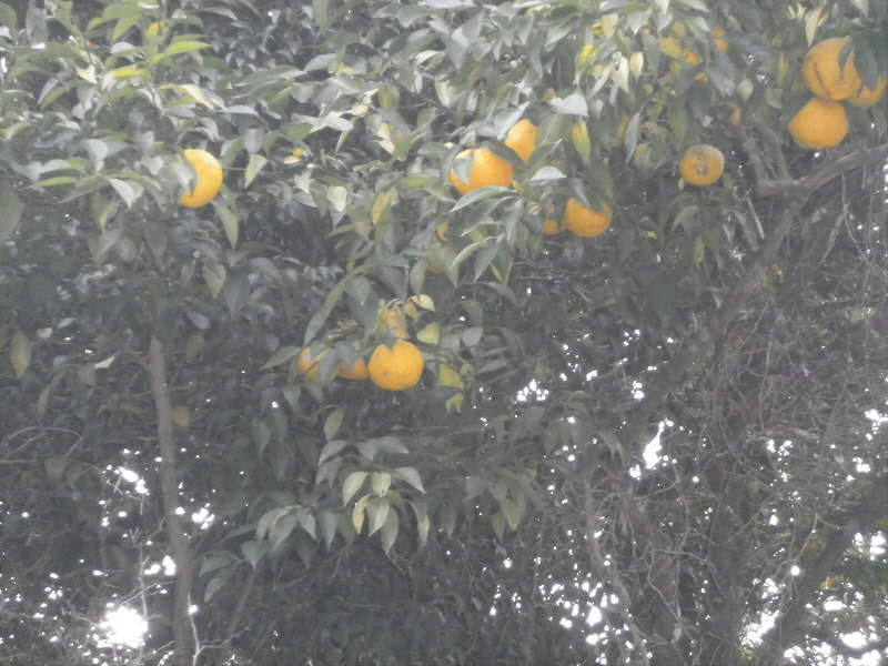 水尾は「ゆずの里」といわれ、ゆずがいっぱい栽培されていました。