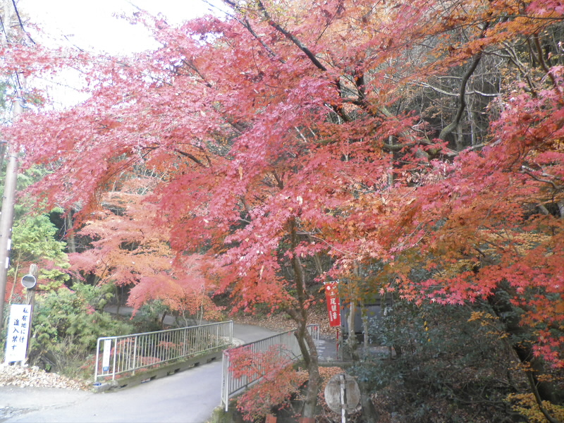 ここの紅葉が一番きれいかも