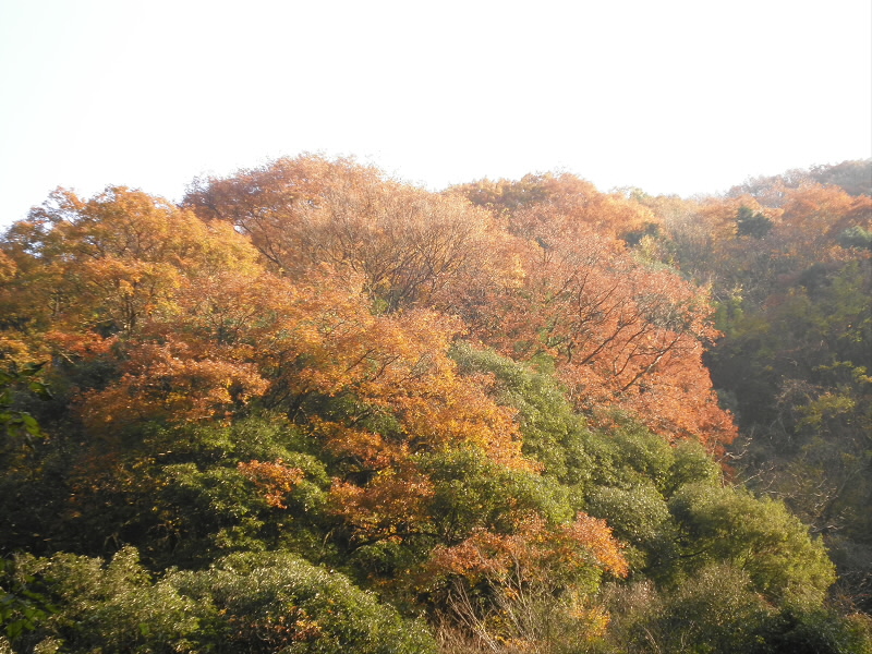 朝日に輝く紅葉です。
写真にすると感動が少しも伝わらない。
単に下手だけです。