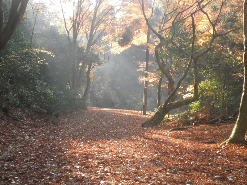 もう９時ですが、朝霧が残っていました。
気持ちのいいひと時です。