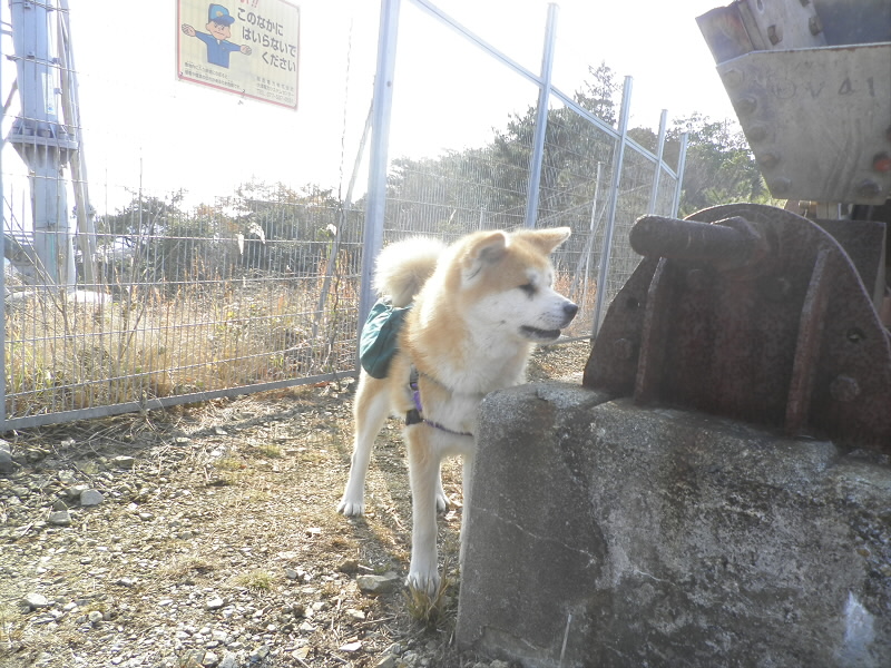 お父さんに連れられて、登ってきました。