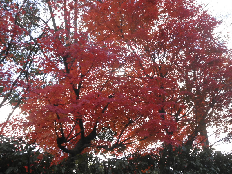 2013/12/08 08:13:18 紅葉