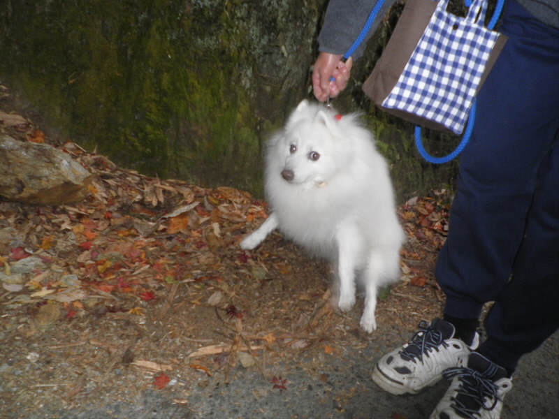 2013/12/08 08:27:42 スピッツ