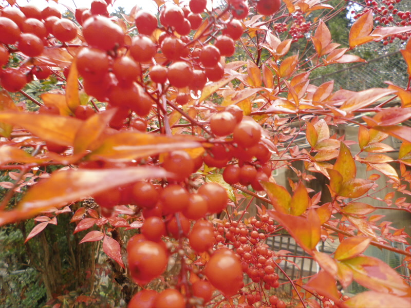 葉っぱから南天ですね。
真っ赤です。