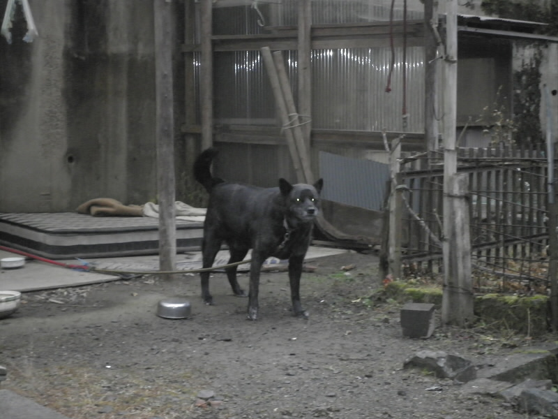 2013/12/08 08:35:32 クロのお出迎え