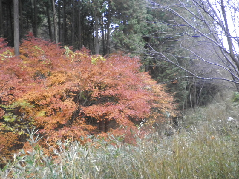2013/12/08 08:42:56 ここも紅葉