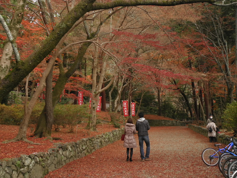 もう、いっぱい落ち葉になっていました。