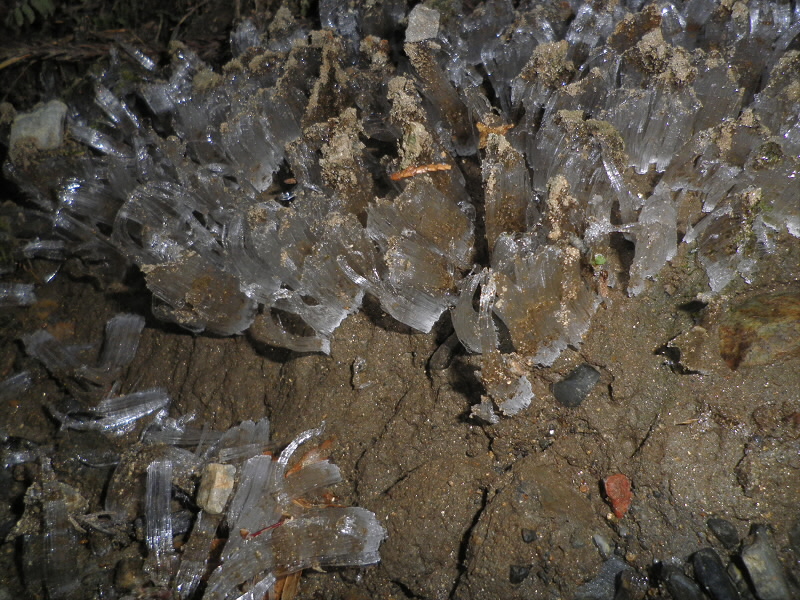 寒い寒いと思っていたら、霜柱がありました。
安もの温度計は０℃となっていました。