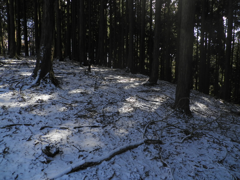 天狗杉へ登ると雪が多くなってきました。