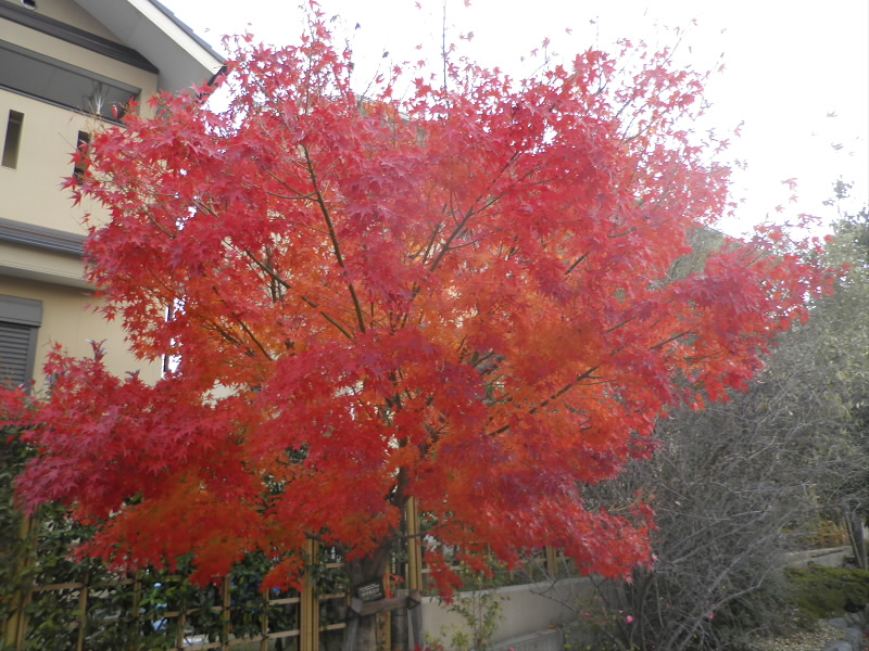 団地の中央の通りのカエデがしっかりと色づいていました。葉の先が枯れかけていたので、もう少しすれば落ちてしまうのかもしれません。