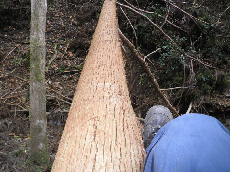 2013/12/15 13:35:05 倒木