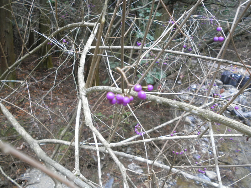 紫の小さい実が着いていました。
カメラの性能と腕のため、何枚か撮りましたがフォーカスが合わない。
