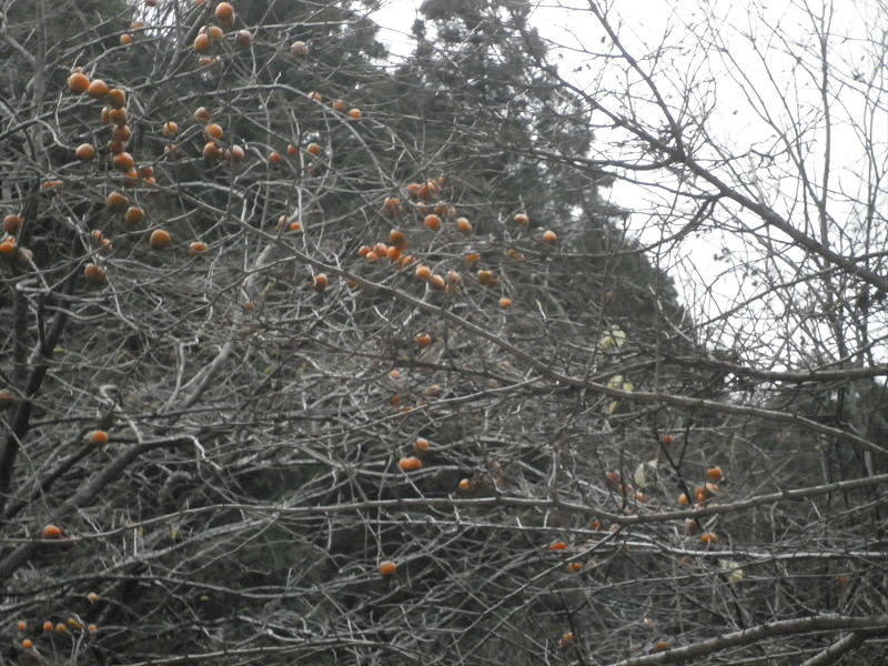 経岩をすこし下ったところに柿ができていました。
ひょっとしたら写真に撮っているかもしれませんが、今まで知らなかった。