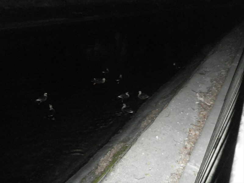 2014/01/03 17:17:46 カモさんがいっぱい