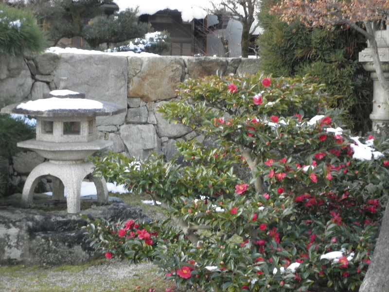 先日来の雪が残っています。帰りにはもう消えていました。