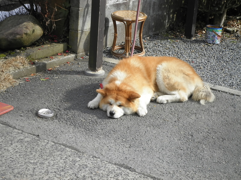 お父さんがそばにいるからか、余裕の態度。
でかいのにかわいい