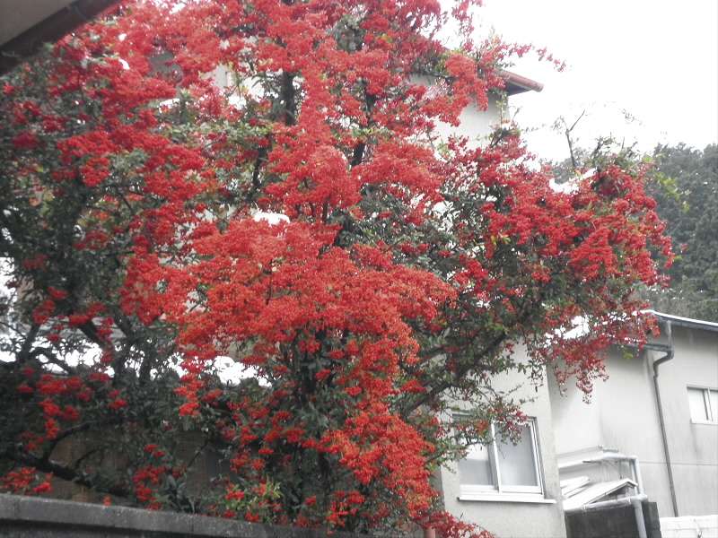 なんてたくさんできているんでしょう。
木の生長過程でこのような時期があるんでしょうか？