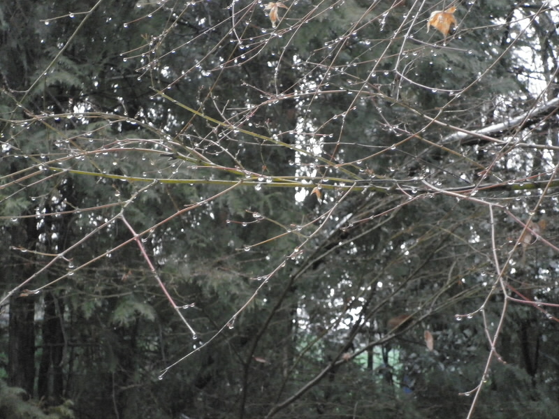 2014/02/09 09:29:07 露