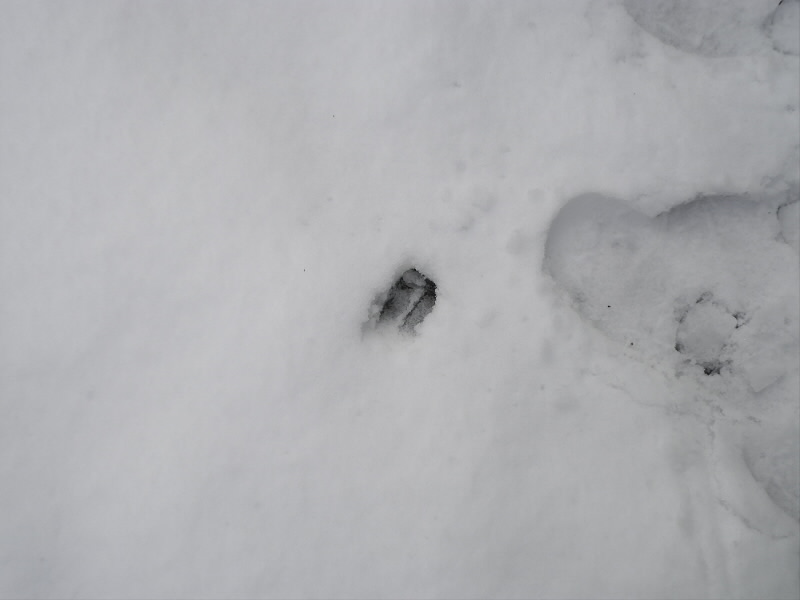 2014/02/09 09:53:56 シカの足跡？