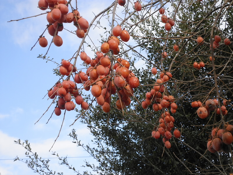 柿がブドウみたいにできていた。
柿ですよね。ほかの木の実じゃないと思う。