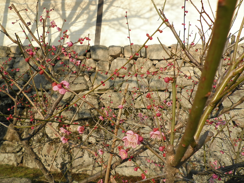 滋賀院の紅梅