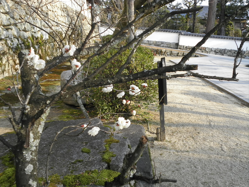 滋賀院の白梅