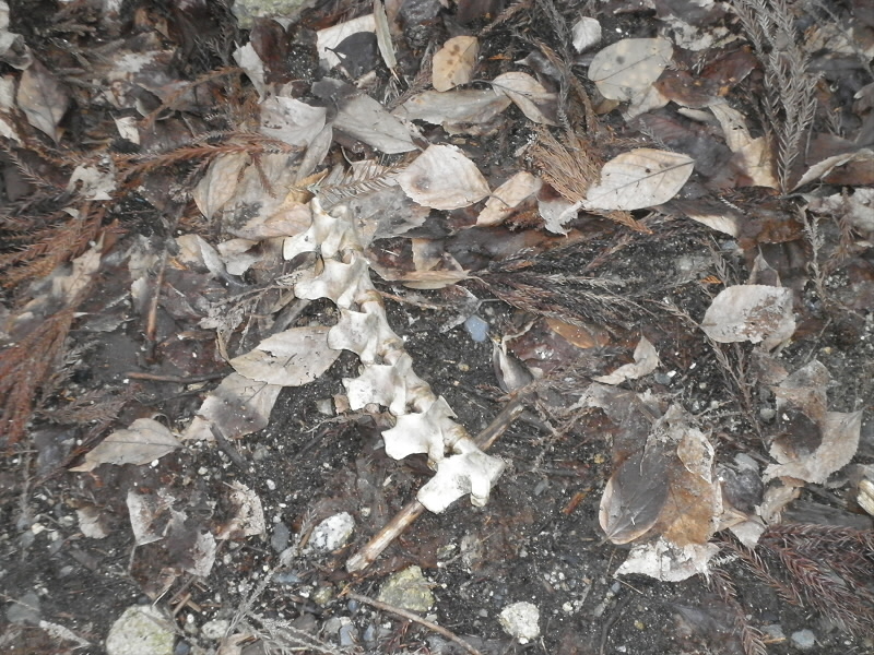 2014/03/09 08:30:00 動物の骨