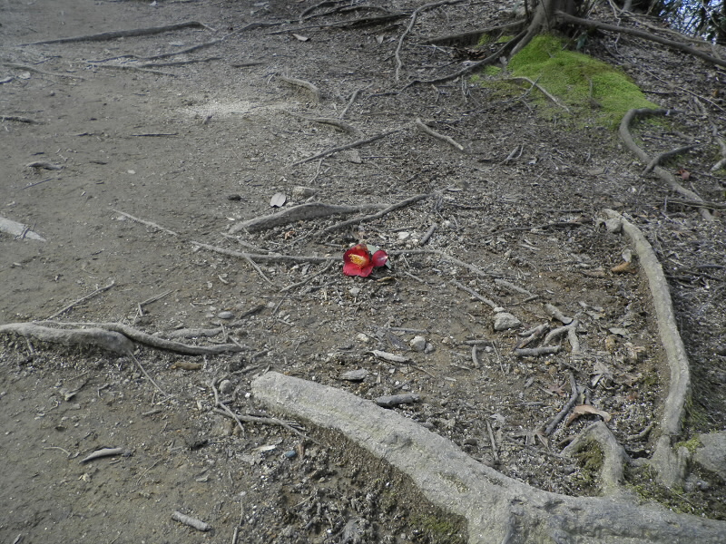 2014/03/09 14:22:29 椿の落花