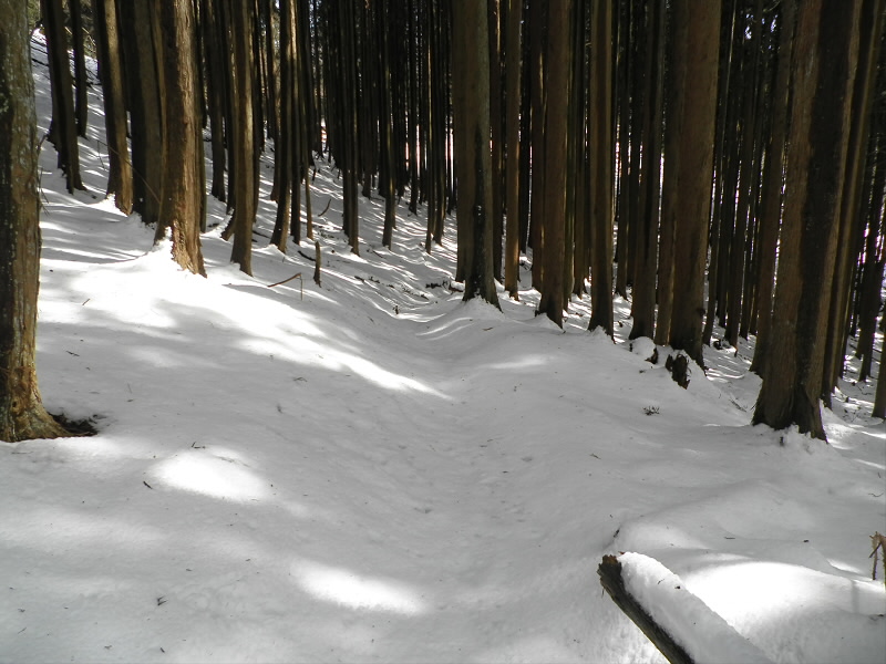 谷になっているので、雪が全く融けておらず気持ちのいいコースとなっていました。