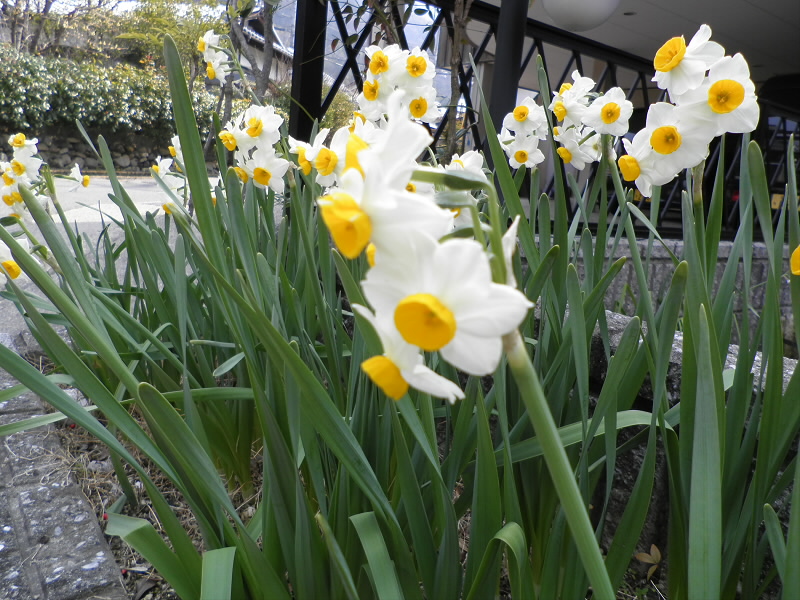 早春の花スイセンがまだまだ花盛り