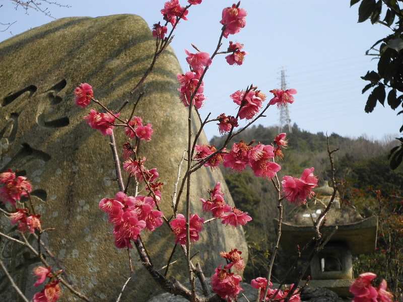 白岩神社の紅梅。