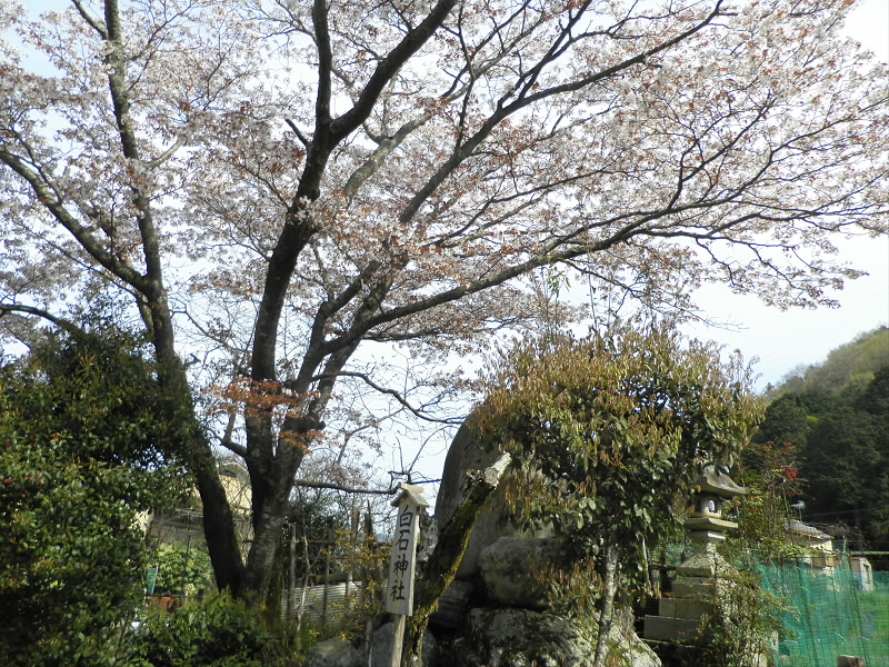この時はまだ花がありましたが、帰りにはもっと散っていたような気がします。
