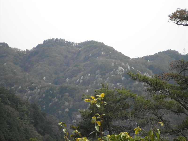 サクラの季節は山はブチになってしまいます。