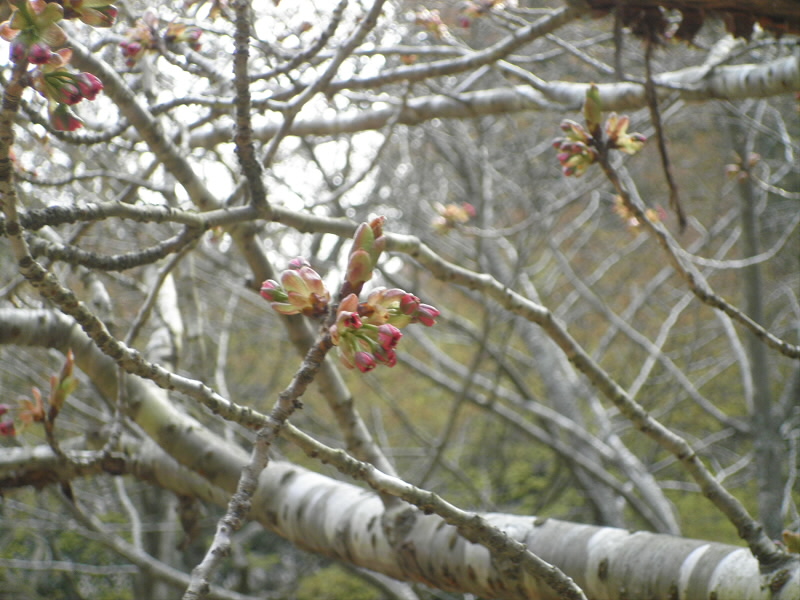 この木だけ、まだツボミ。
大丈夫かな