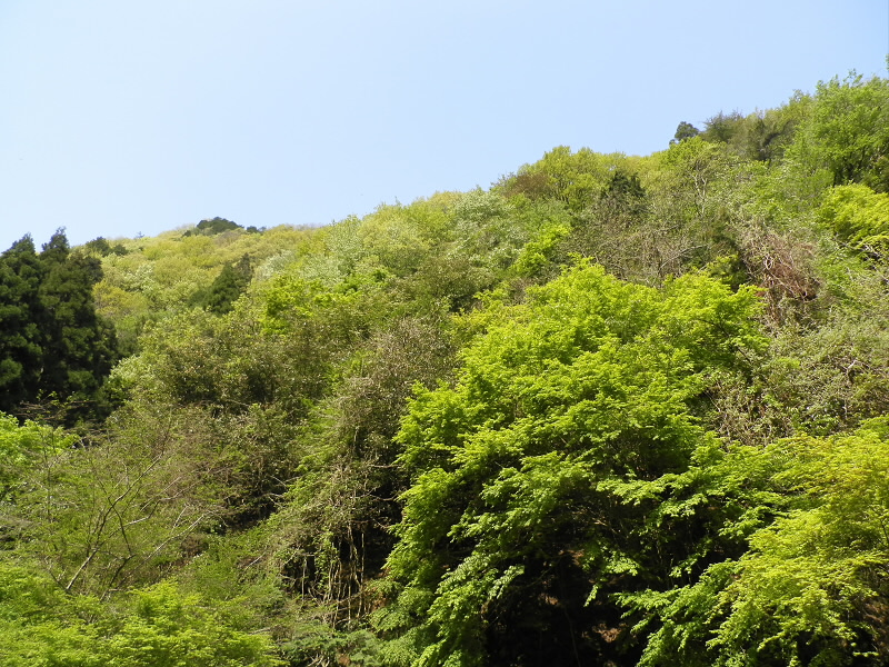 このあたりに藤が咲いていると思っていたのですが。
空は、雲ひとつない五月晴れって、まだ４月。