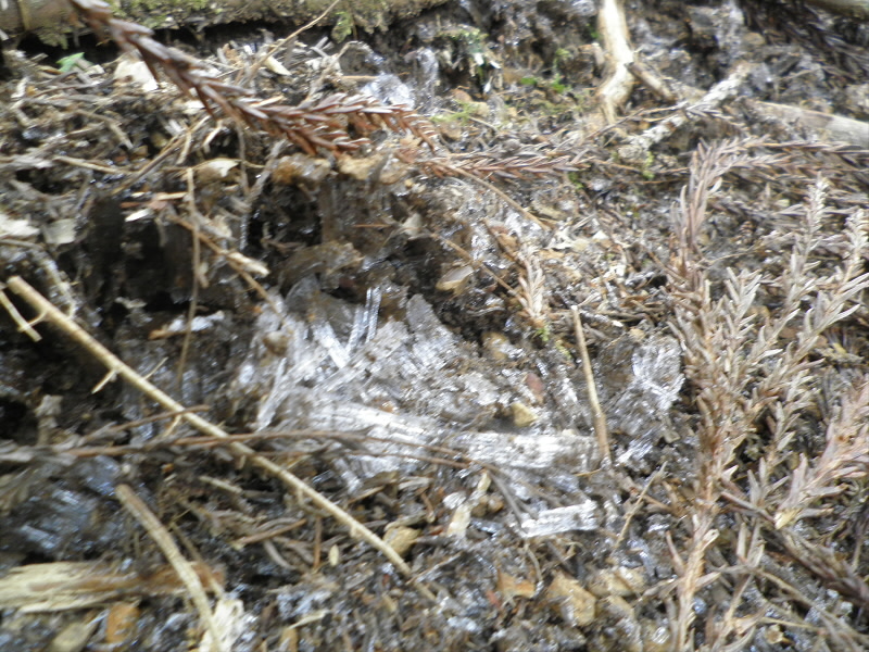 寒いと思えば、道は一面霜柱が。
もう昼近いのに、まだ融けていません。