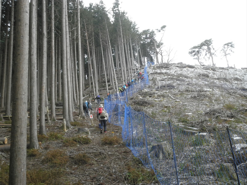伐採されているので、道が付け替えられているようで、坂がいままでより、急になっていました。
しかも、霜で路面が凍っていて足が滑ります。