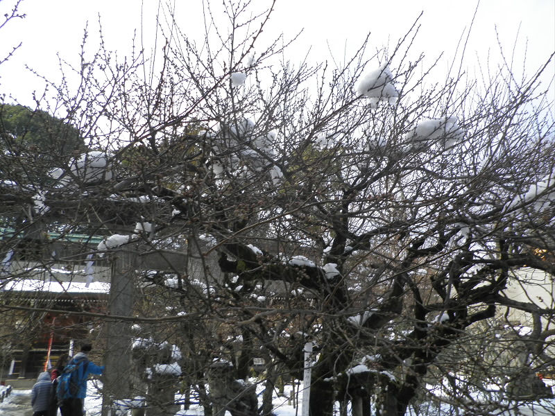 2015/01/04 12:07:55 北野天満宮