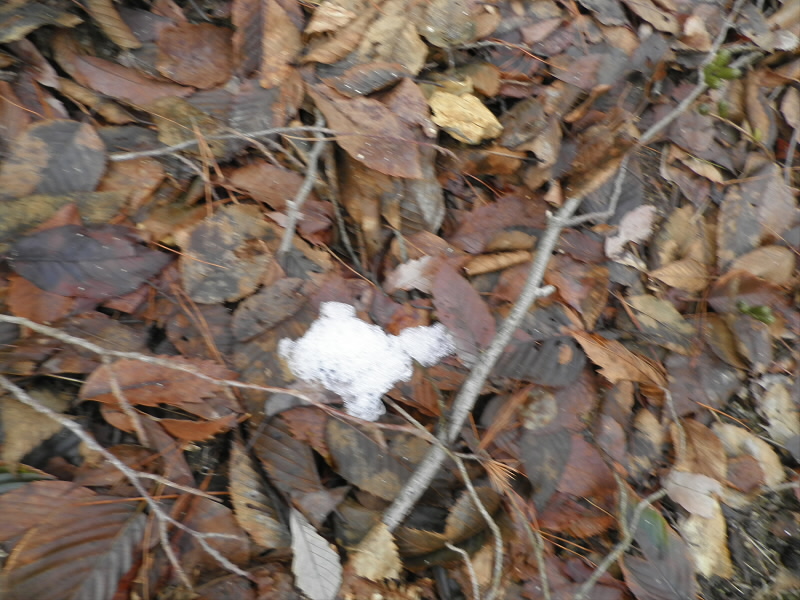 2015/02/07 11:13:07 やっと見つけた雪