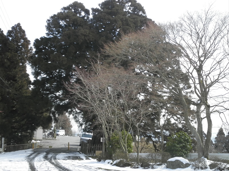 中継所を抜けると、一本杉が見えてきました。