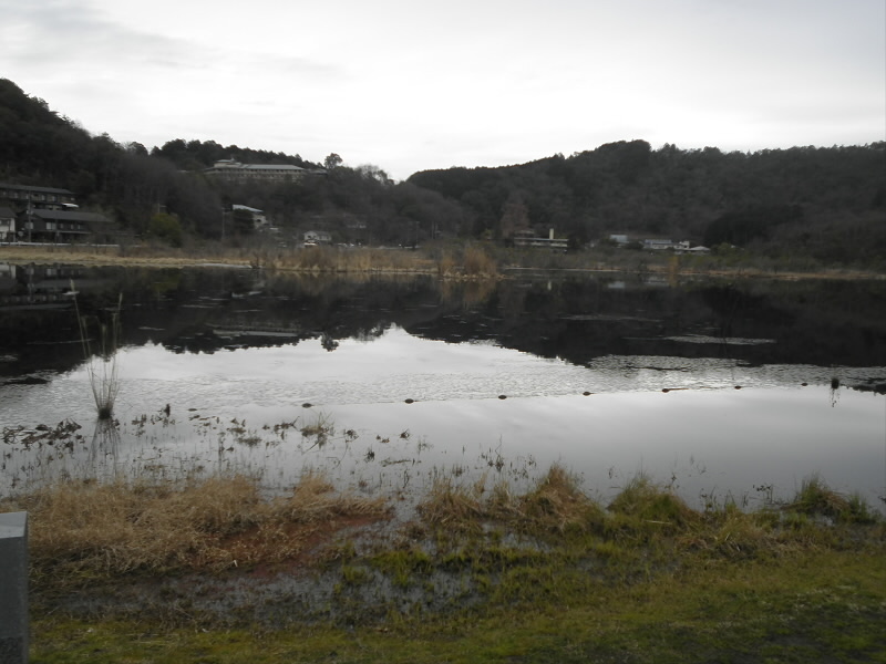 冬なので植物が繁茂していないので、水面が良く見えます。