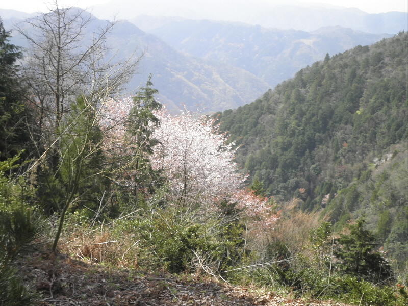 ここまで来るとまだ、桜が咲いています。
神社下の広場のサクラにも期待しています。
一度にサクラとツツジが見られるのが、この時期の愛宕さんの醍醐味です。