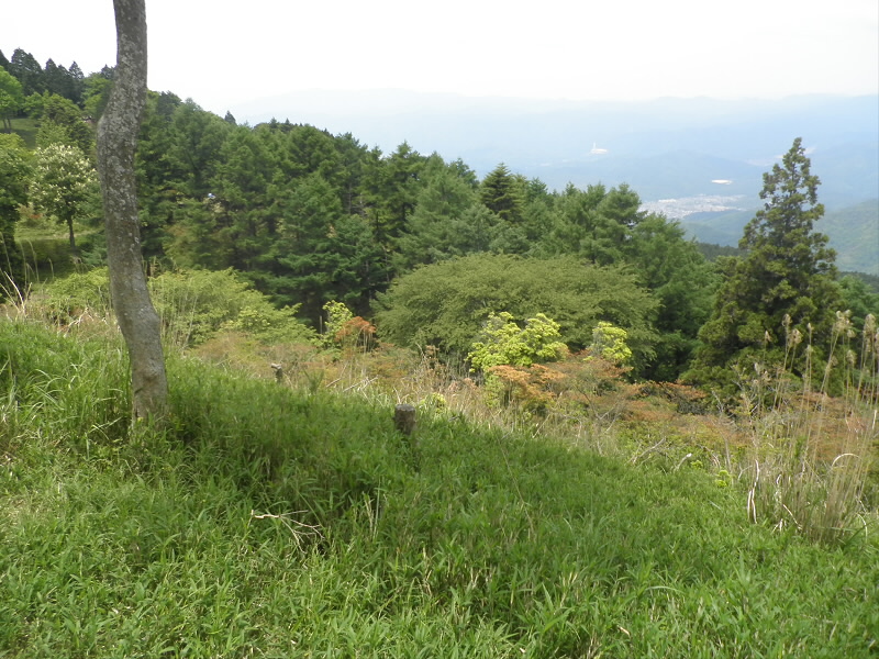 ツツジが咲いてません。