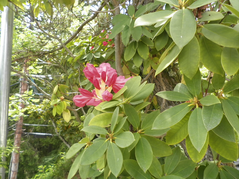 やっとシャクナゲが一輪咲いてました。