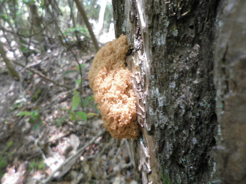 2015/06/13 11:19:08 なんだ