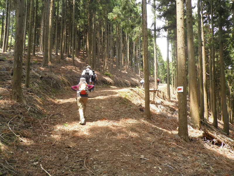 ここから、林道に入りました。